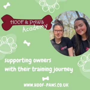 Dark Blue Fun Pet Care Business Instagram Post