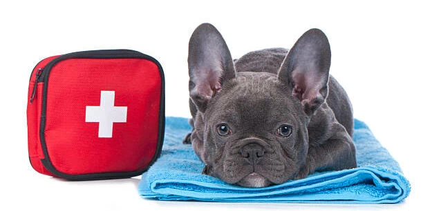 French bulldog with first aid kit isolated